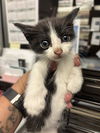 adoptable Cat in stockton, CA named SHEILA