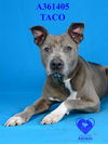 adoptable Dog in stockton, CA named TACO