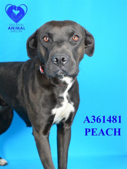 adoptable Dog in Stockton, CA named PEACH