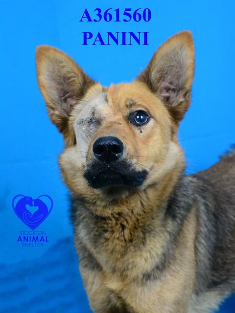 adoptable Dog in Stockton, CA named PANINI