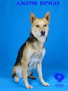 adoptable Dog in stockton, CA named DINGO