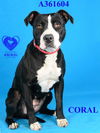 adoptable Dog in stockton, CA named CORAL