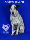 adoptable Dog in stockton, CA named RALPH