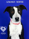 adoptable Dog in stockton, CA named SOFIE