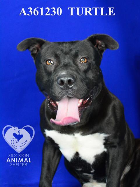 adoptable Dog in Stockton, CA named TURTLE