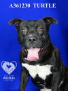 adoptable Dog in stockton, CA named TURTLE