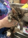 adoptable Cat in stockton, CA named FRODO (YELLOW COLLAR)
