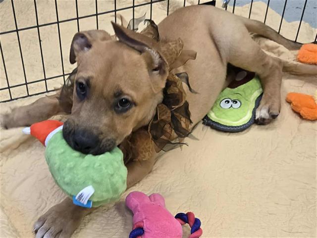 adoptable Dog in Stockton, CA named NEWT