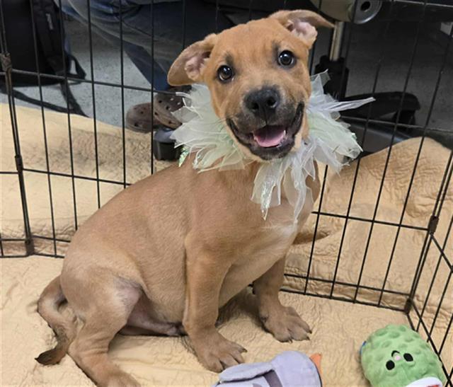 adoptable Dog in Stockton, CA named TADPOLE