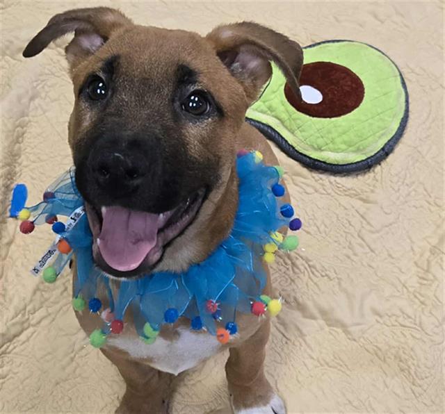 adoptable Dog in Stockton, CA named AXOLOTL