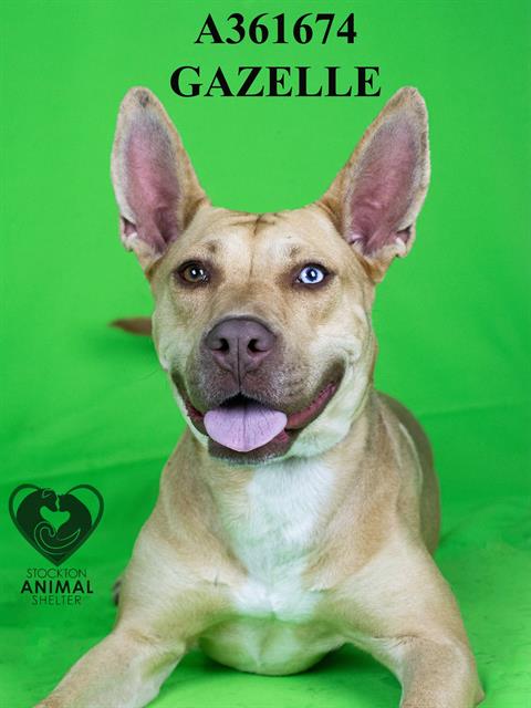 adoptable Dog in Stockton, CA named GAZELLE