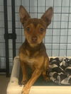 adoptable Dog in stockton, CA named TIGER