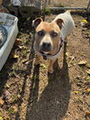 adoptable Dog in stockton, CA named A355360