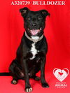 adoptable Dog in stockton, CA named BULLDOZER DOZER
