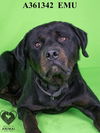 adoptable Dog in stockton, CA named EMU