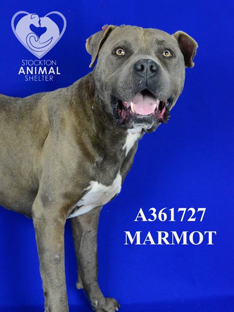 adoptable Dog in Stockton, CA named MARMOT