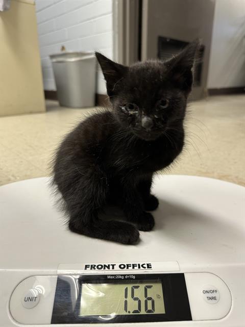 adoptable Cat in Stockton, CA named MIKEY