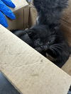 adoptable Cat in stockton, CA named FRANCISCA