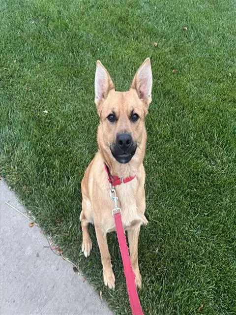 Goldy - German Shepherd Dog