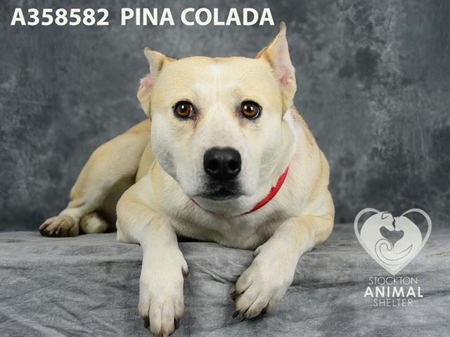 adoptable Dog in Stockton, CA named PINA COLADA