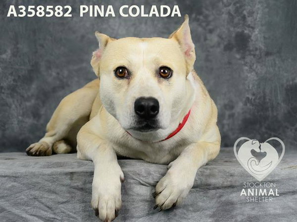 PINA COLADA