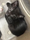 adoptable Cat in stockton, CA named CUPID