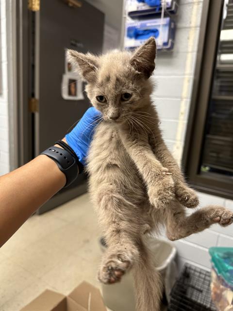 adoptable Cat in Stockton, CA named ASH