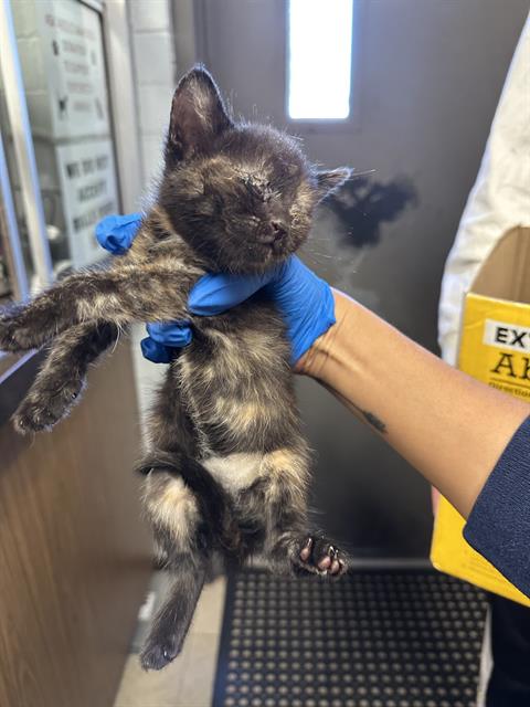 adoptable Cat in Stockton, CA named MILLIE