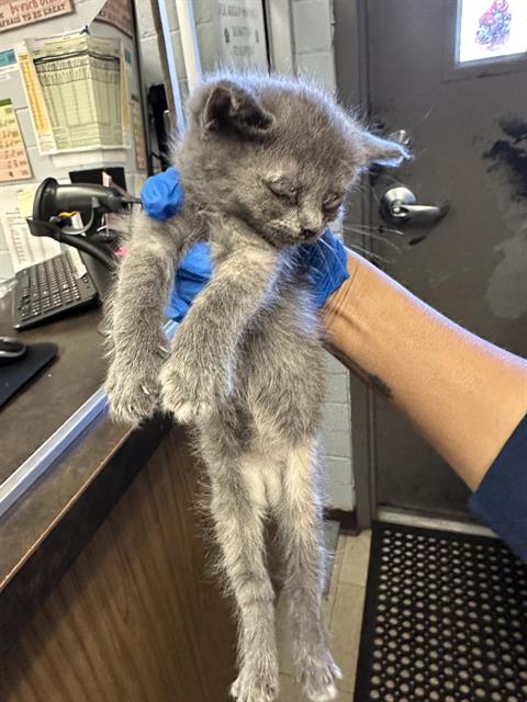 adoptable Cat in Stockton, CA named MARIETTA