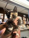 adoptable Cat in stockton, CA named ZOEY
