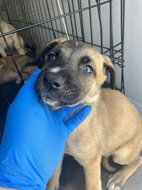 adoptable Dog in Stockton, CA named YORK PATTY