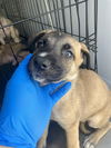adoptable Dog in stockton, CA named YORK PATTY
