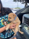adoptable Dog in stockton, CA named A361685