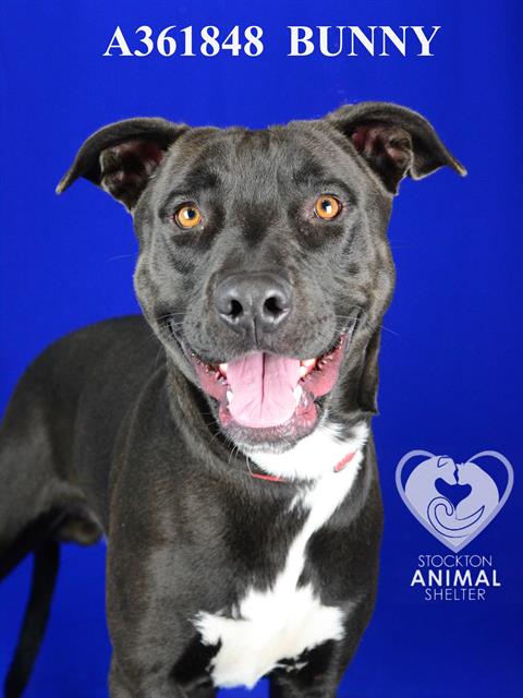 adoptable Dog in Stockton, CA named BUNNY