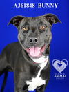 adoptable Dog in  named BUNNY