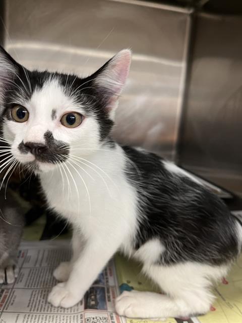 adoptable Cat in Stockton, CA named TOKYO