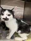 adoptable Cat in stockton, CA named TOKYO