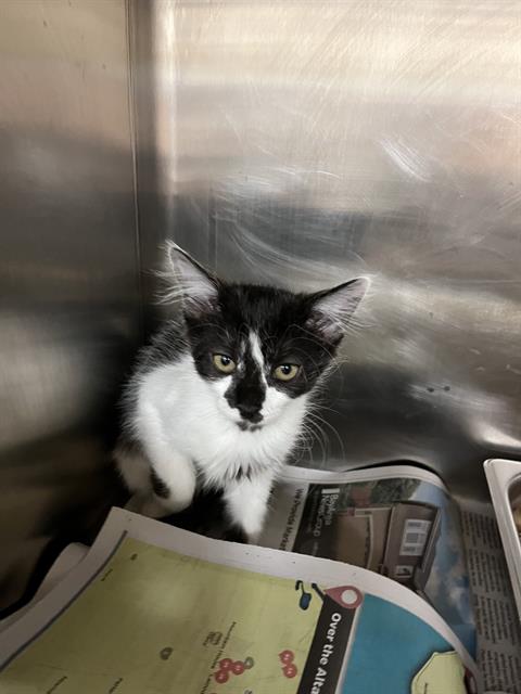 adoptable Cat in Stockton, CA named DALLAS