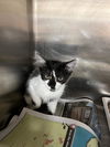 adoptable Cat in stockton, CA named DALLAS