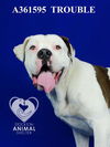 adoptable Dog in stockton, CA named TROUBLE