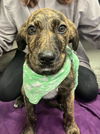 adoptable Dog in stockton, CA named OWL