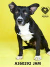 adoptable Dog in  named JAM