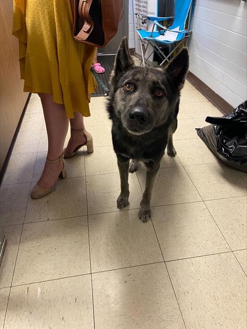 STROMBOLI - German Shepherd Dog available for adoption