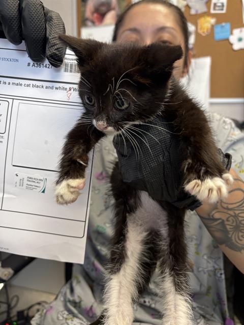 adoptable Cat in Stockton, CA named PAULIE WALNUTS
