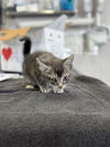 adoptable Cat in stockton, CA named SAILOR