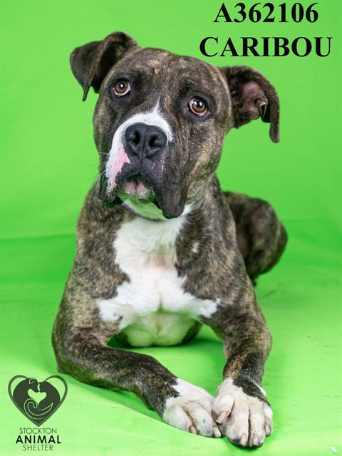 adoptable Dog in Stockton, CA named CARIBOU