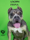 adoptable Dog in stockton, CA named FIONA