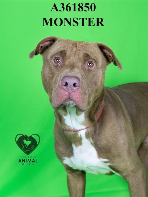 adoptable Dog in Stockton, CA named MONSTER