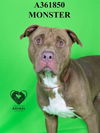 adoptable Dog in stockton, CA named MONSTER