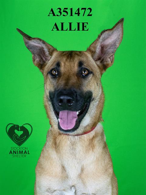 adoptable Dog in Stockton, CA named ALLIE